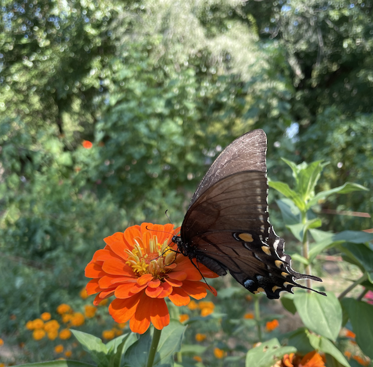 Black swallowtail butterfly and orange zinnia